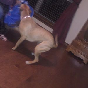 Meet your Posher, Reese